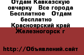 Отдам Кавказскую овчарку - Все города Бесплатное » Отдам бесплатно   . Красноярский край,Железногорск г.